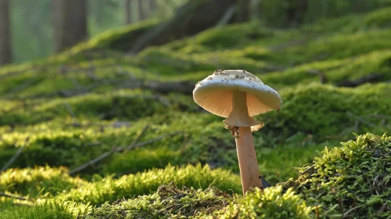 Skuteczne sposoby zwalczania grzybicy paznokci